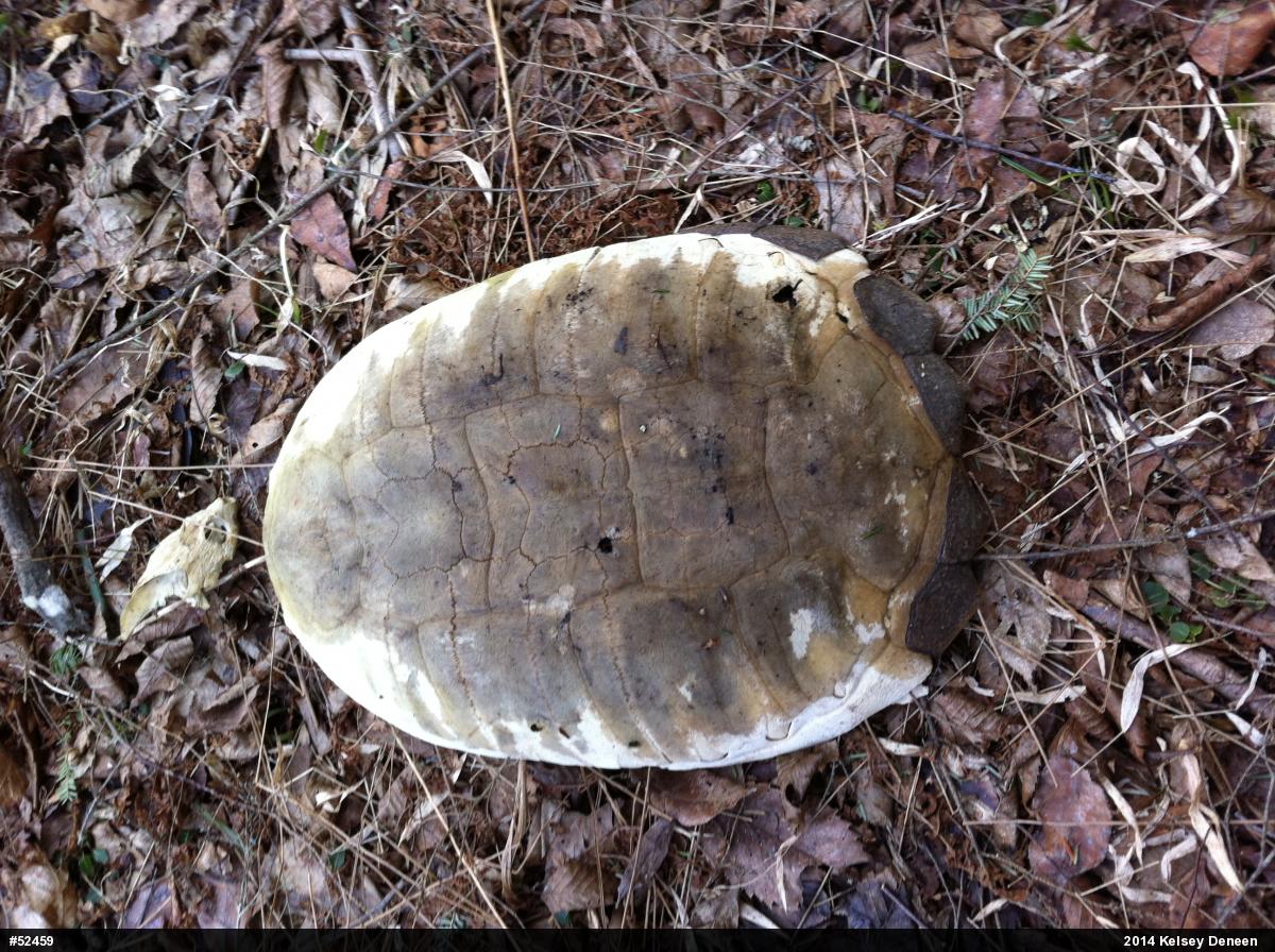 Snapping Turtle