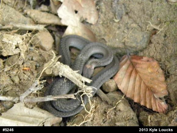 Red-bellied Snake