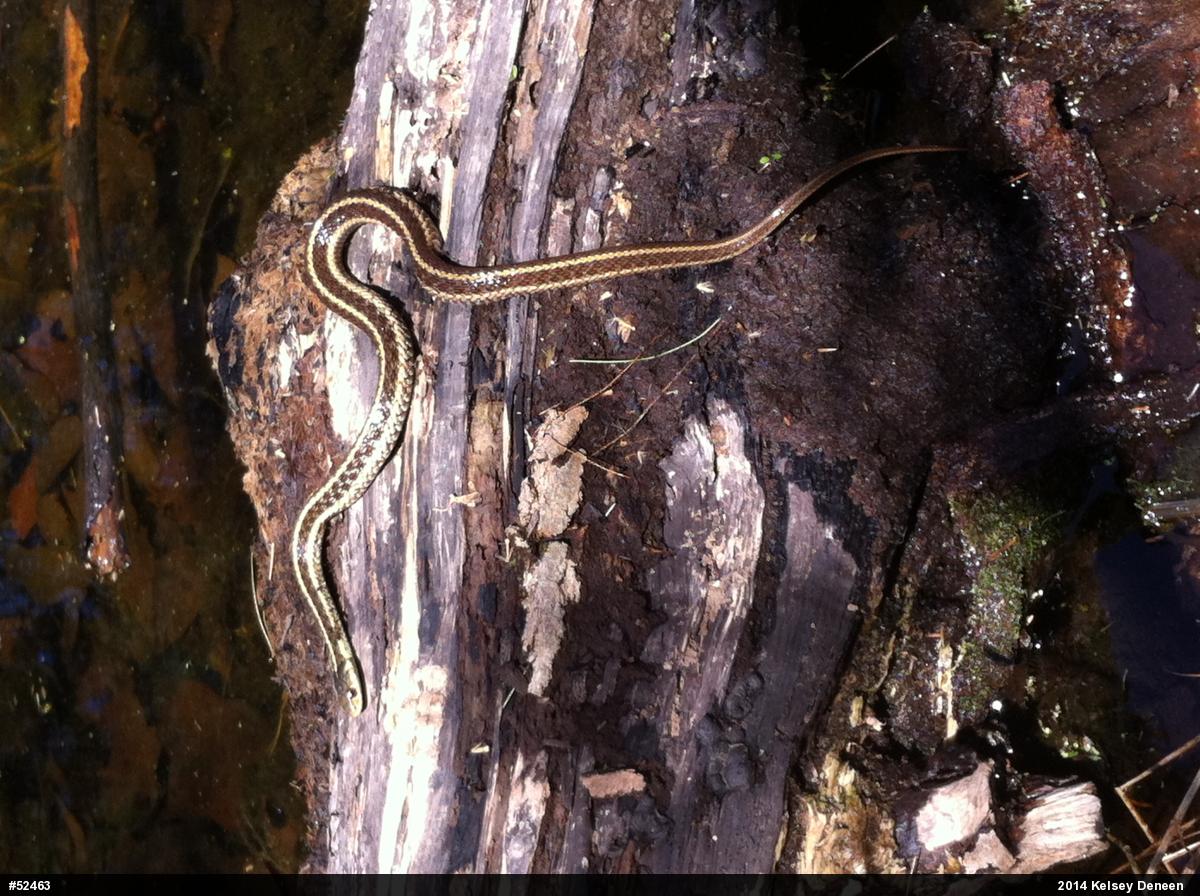 Eastern Gartersnake