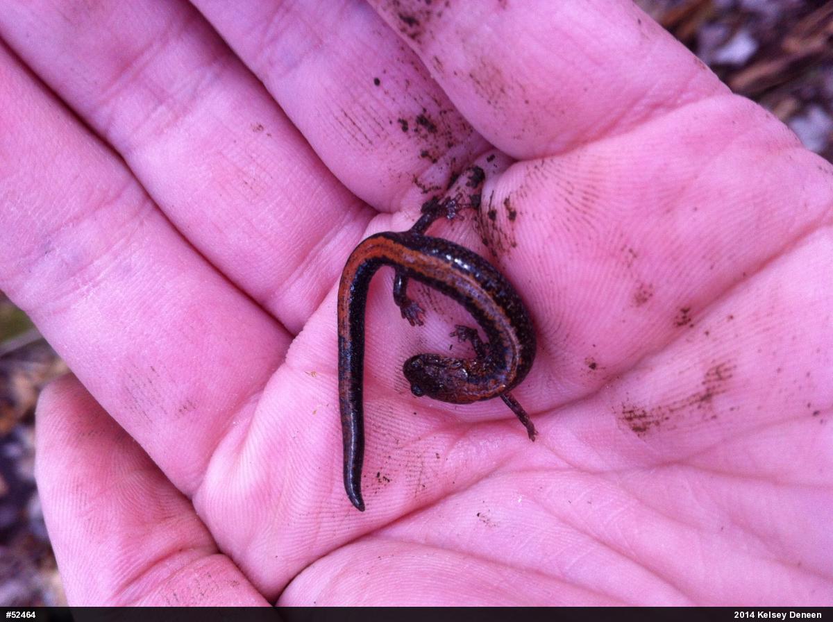 Eastern Red-backed  Salamander