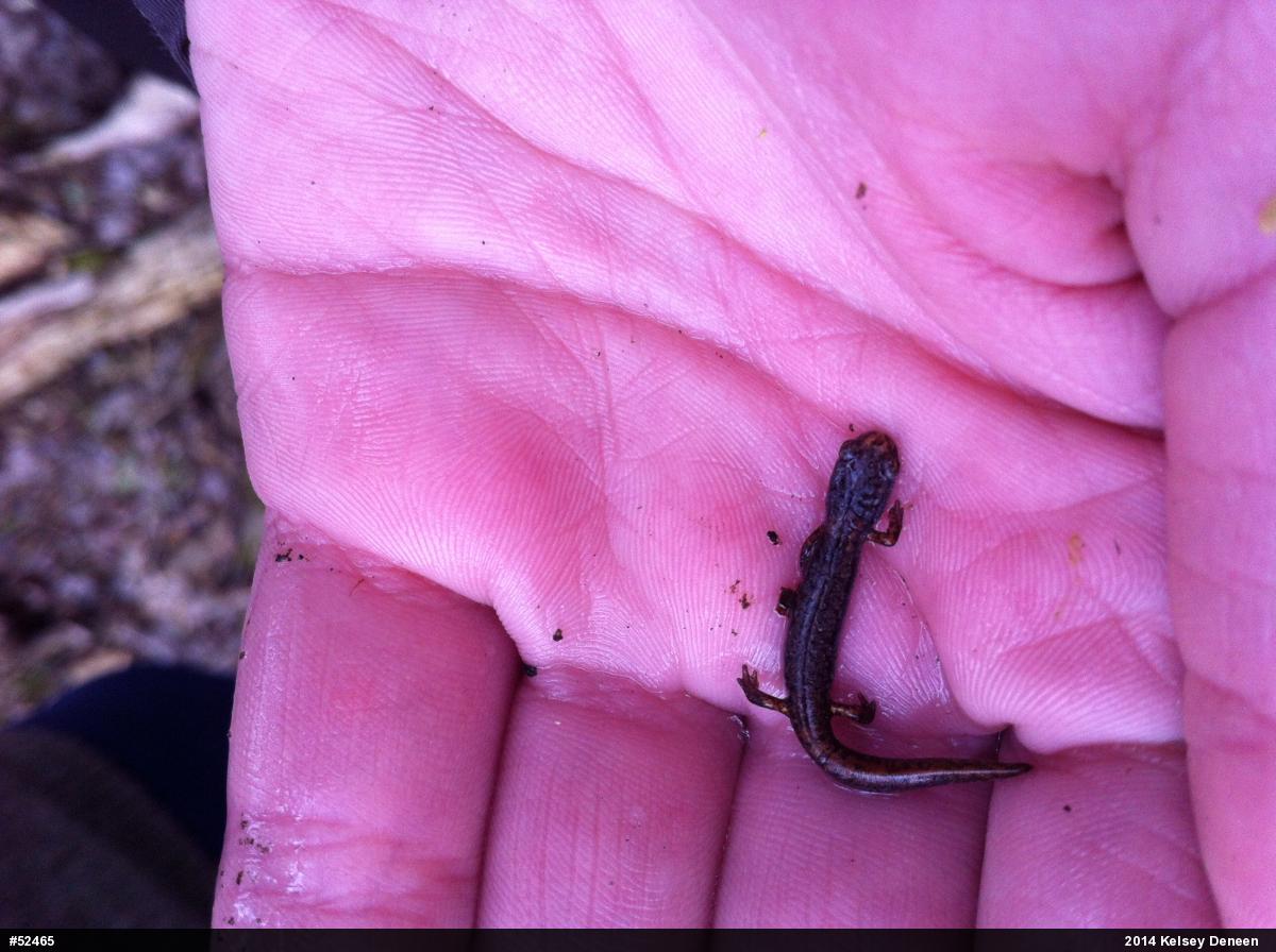 Four-toed Salamander