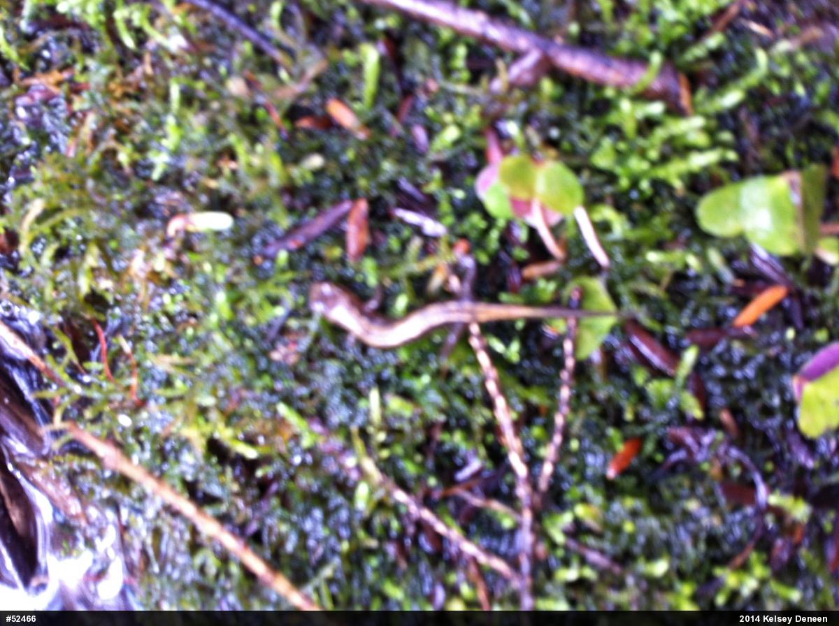 Allegheny Mountain Dusky Salamander
