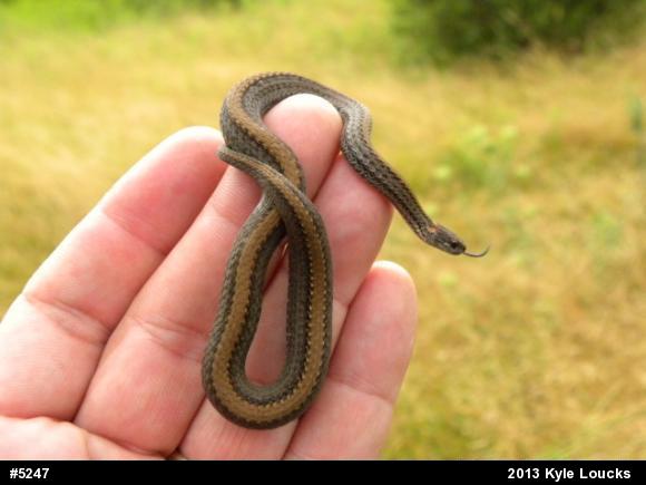 Red-bellied Snake