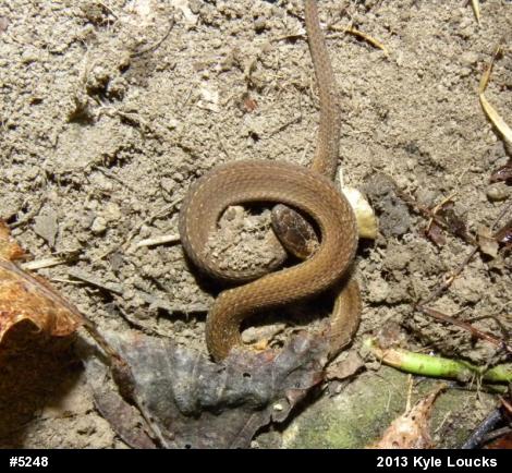 Red-bellied Snake