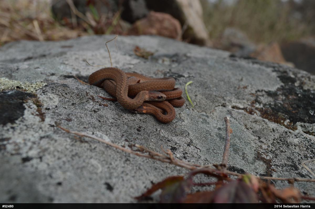 Red-bellied Snake