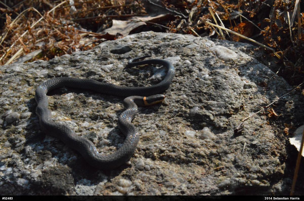 Northern Ring-necked Snake