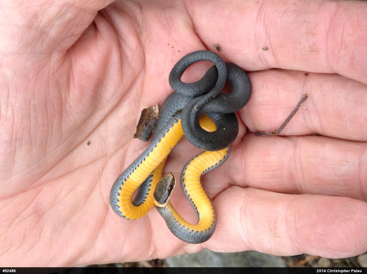 Northern Ring-necked Snake
