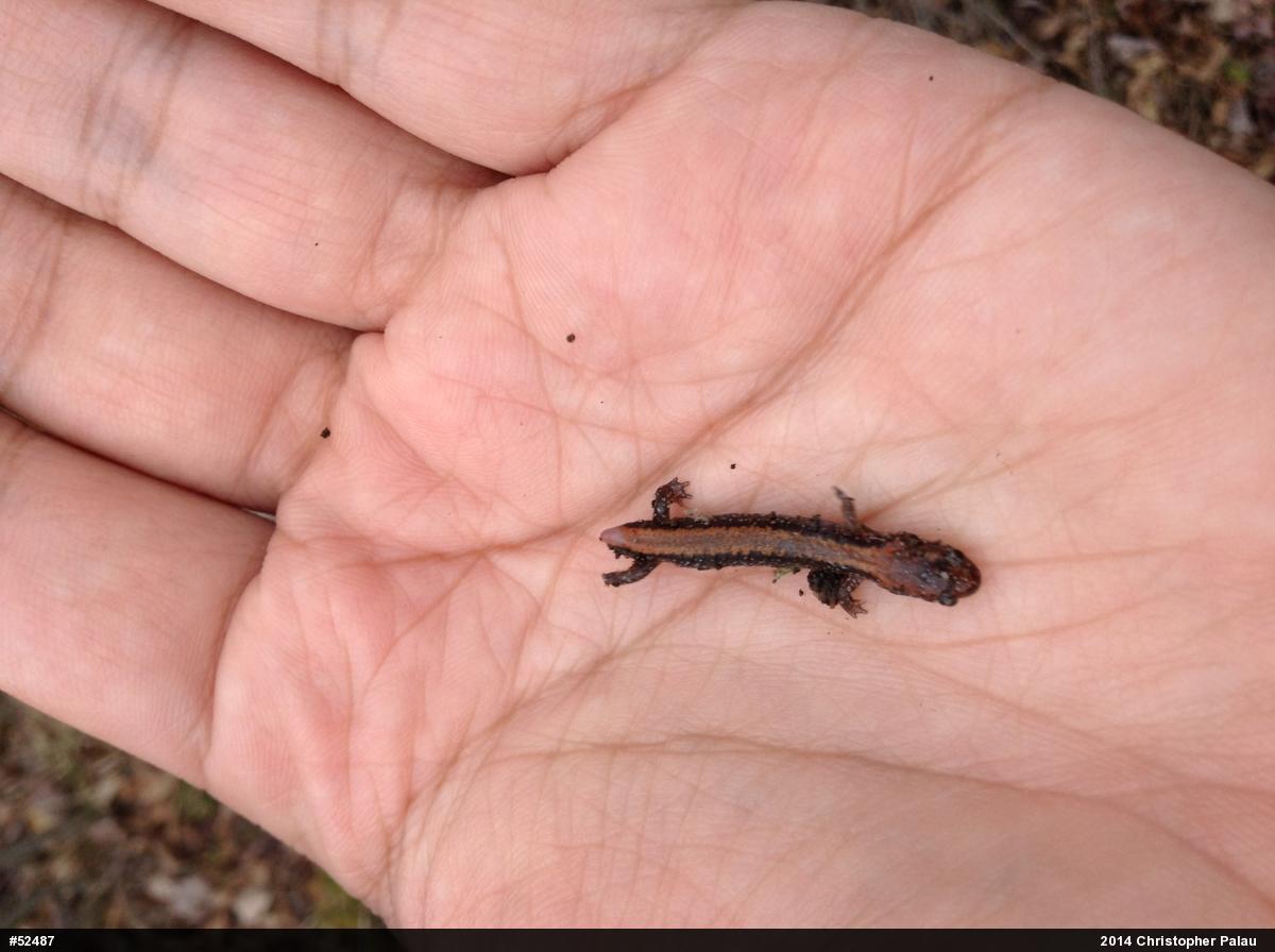 Eastern Red-backed  Salamander