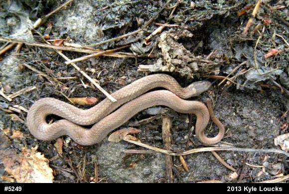Red-bellied Snake
