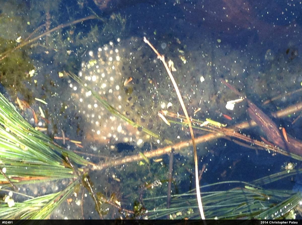 Spotted Salamander