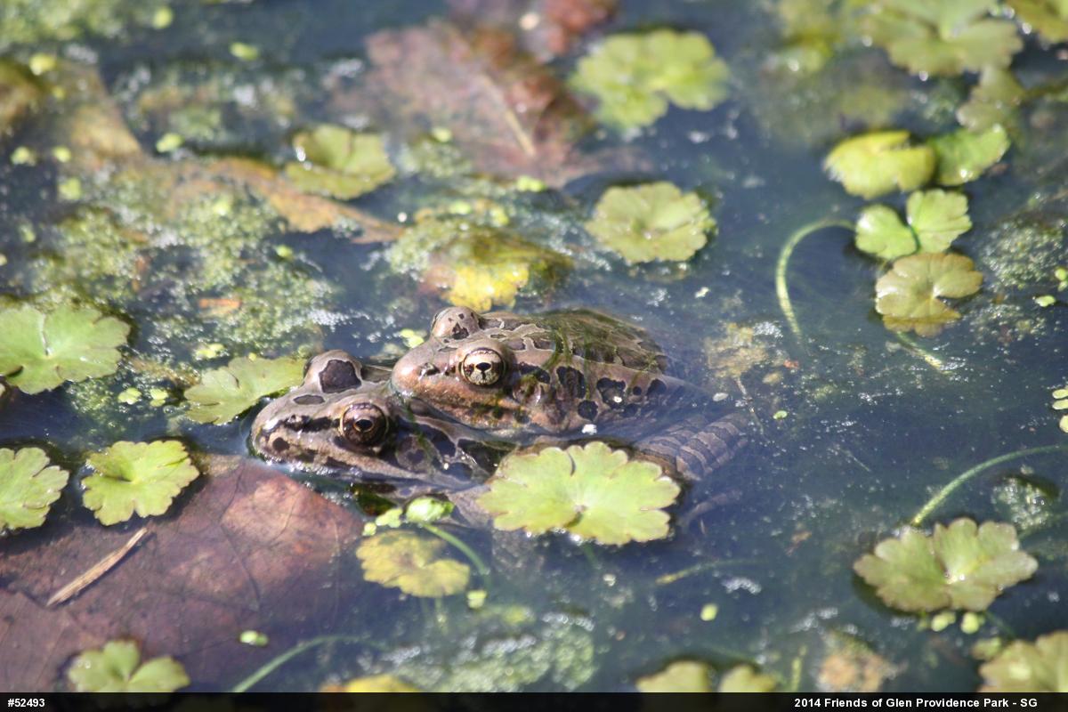 Pickerel Frog