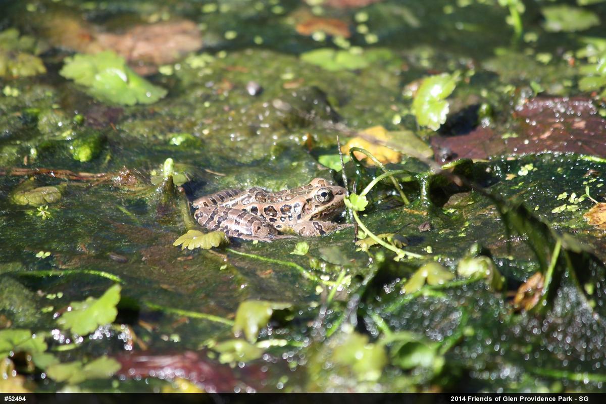 Pickerel Frog