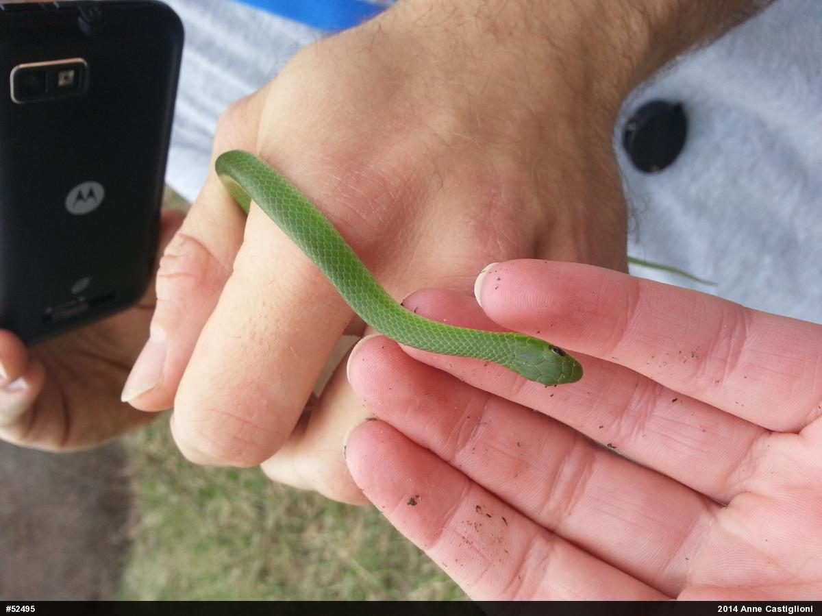 Smooth Greensnake