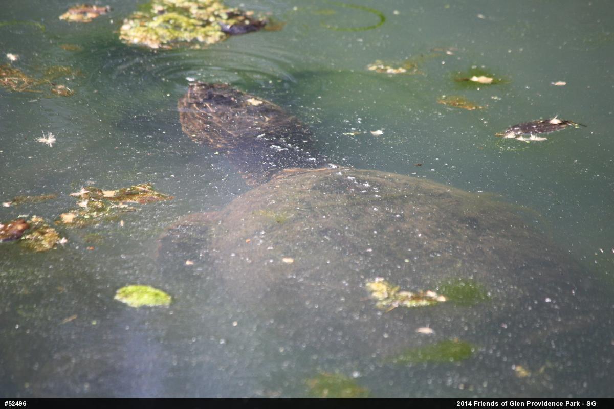Snapping Turtle