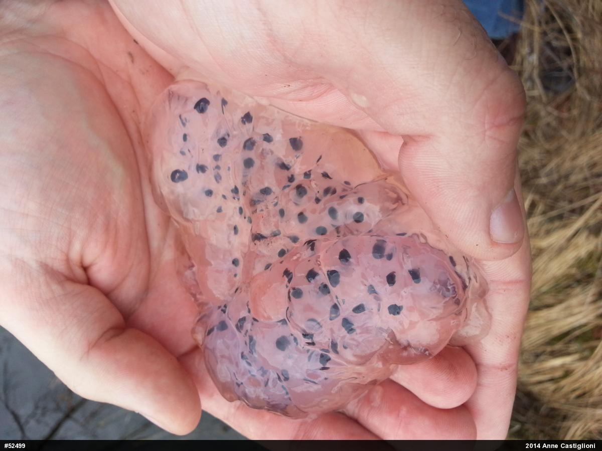 Spotted Salamander