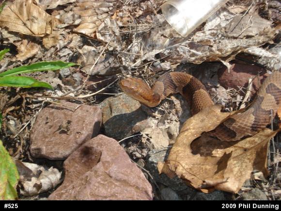 Northern Copperhead