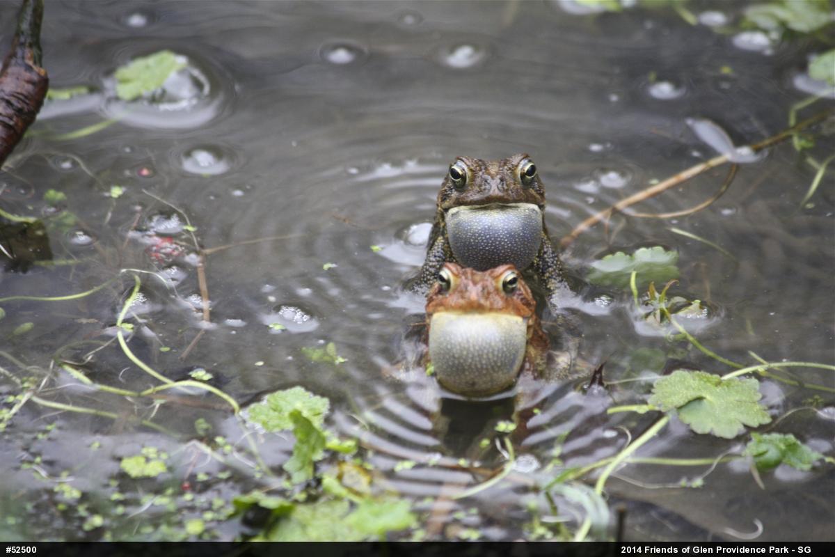 Eastern American Toad