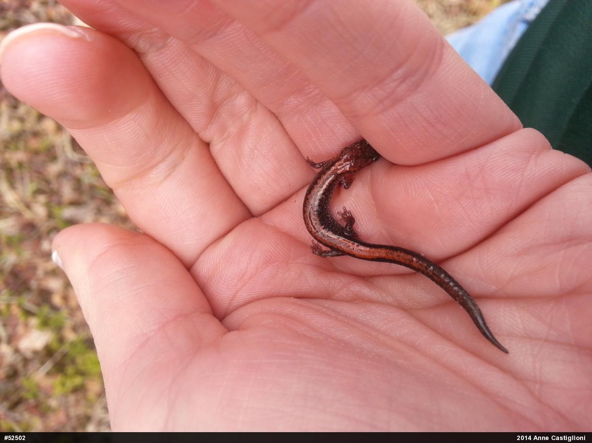 Eastern Red-backed  Salamander