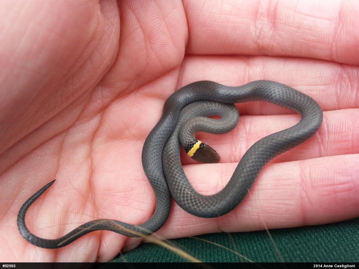 Northern Ring-necked Snake