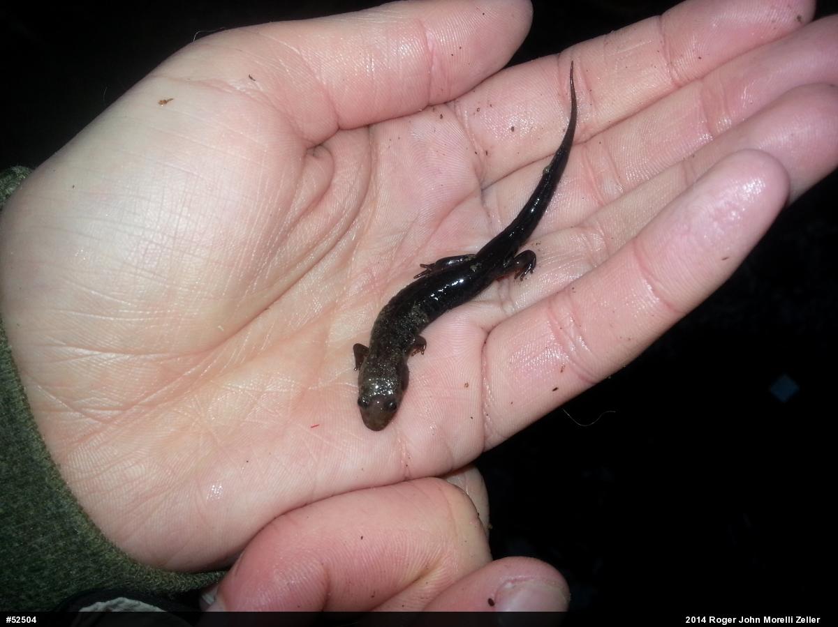 Allegheny Mountain Dusky Salamander
