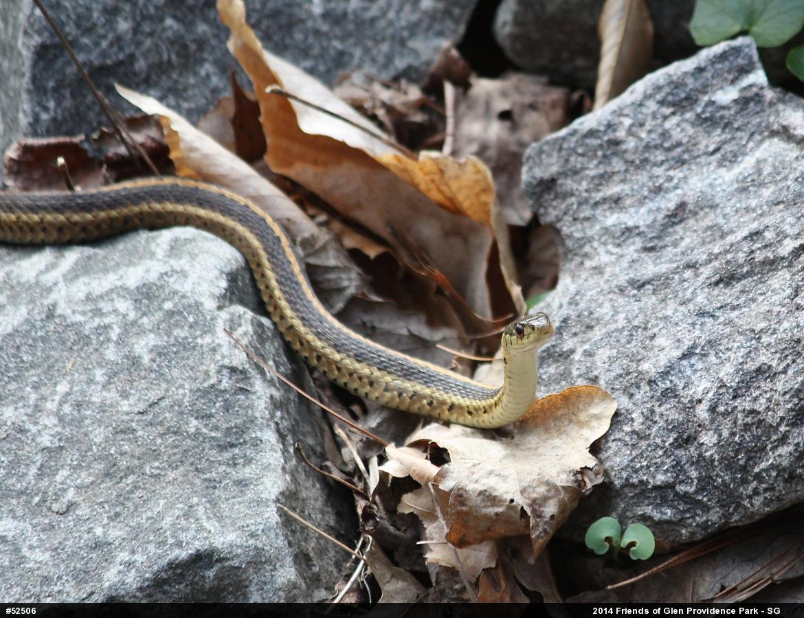Eastern Gartersnake