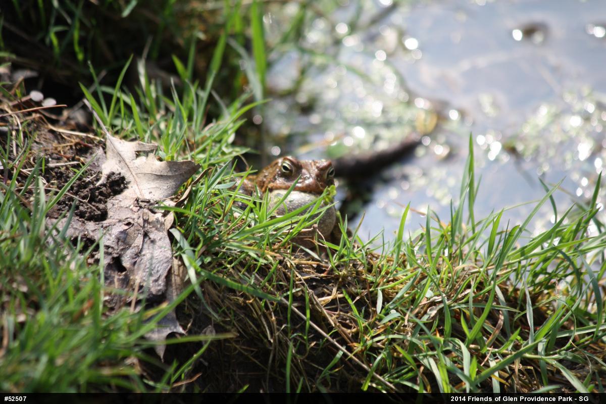 Eastern American Toad