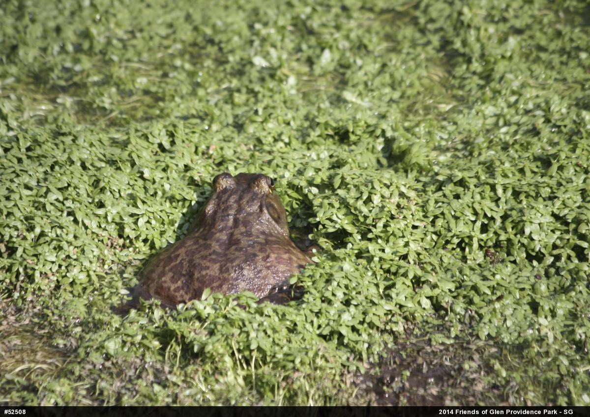 American Bullfrog