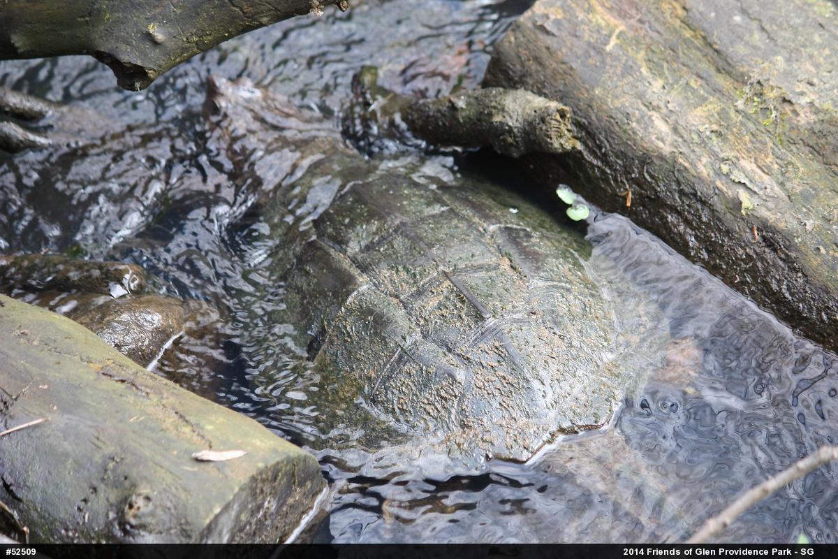 Snapping Turtle