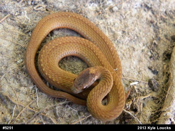 Red-bellied Snake