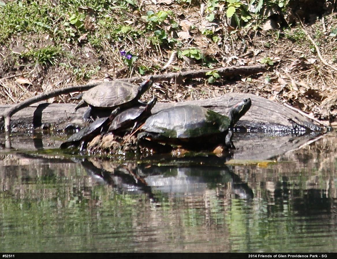 Red-eared Slider