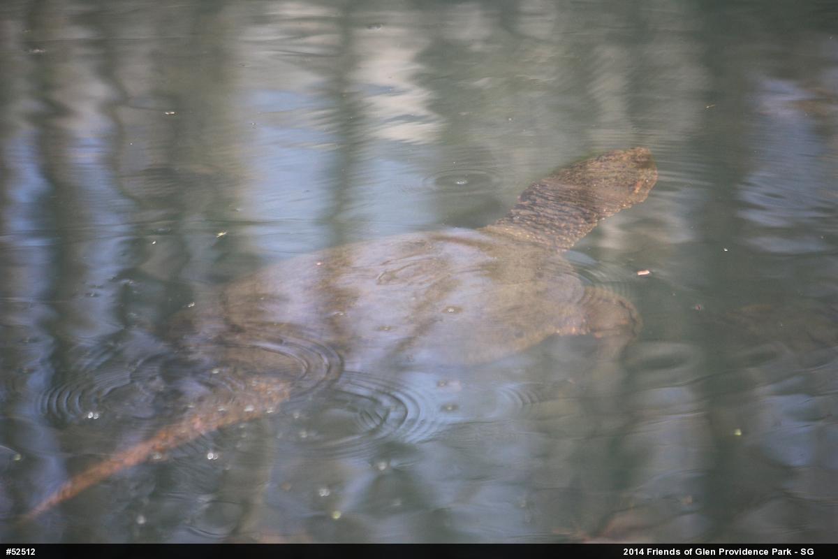 Snapping Turtle
