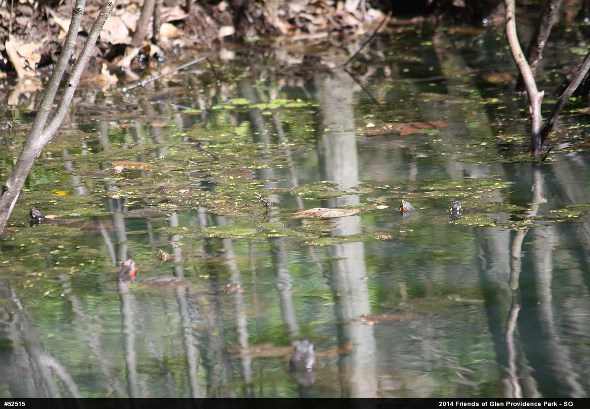 Painted Turtle