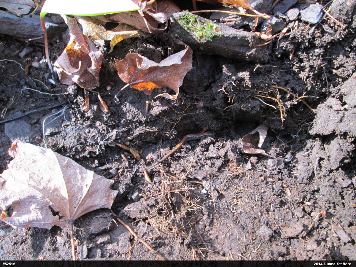 Eastern Red-backed  Salamander