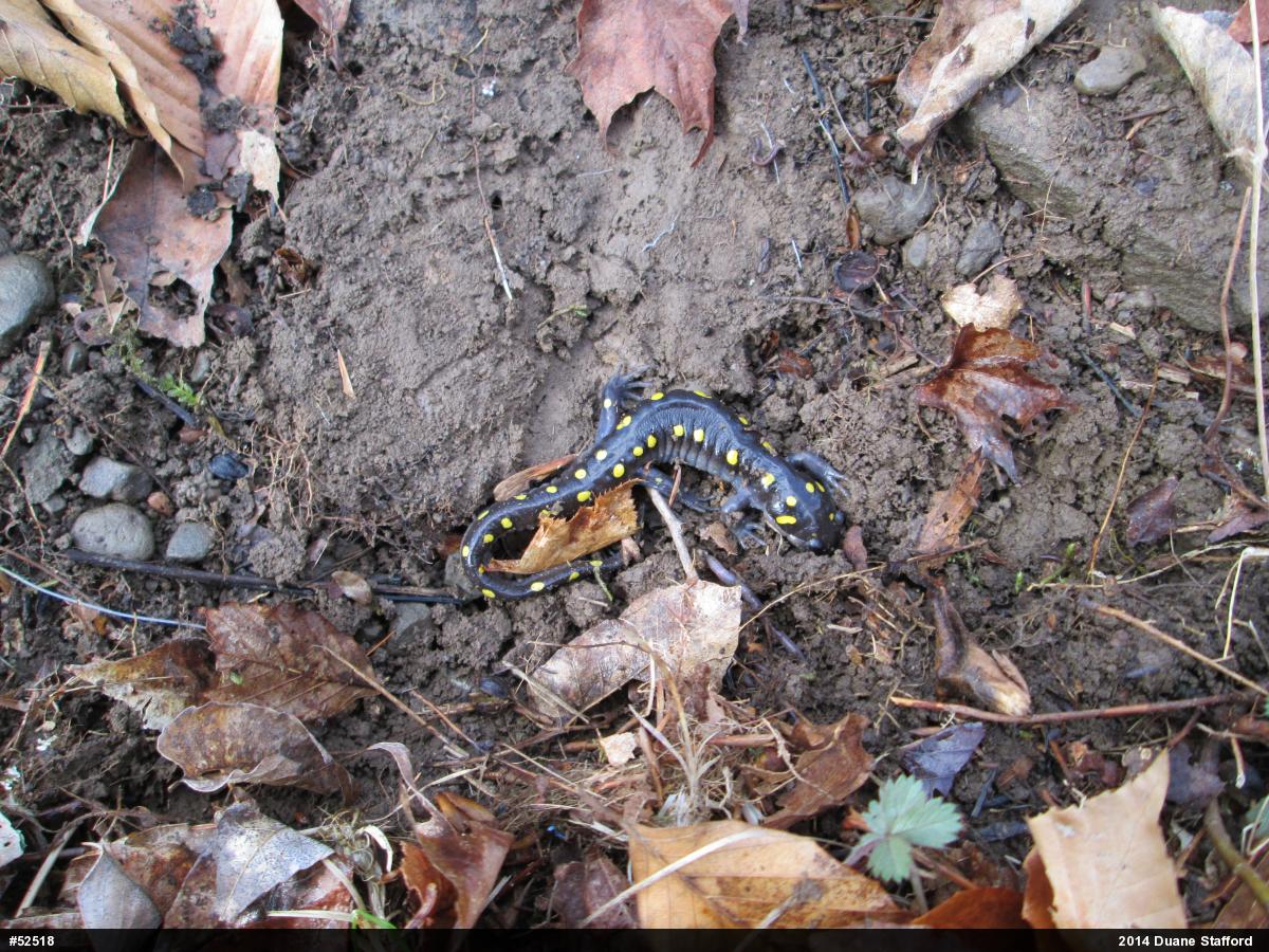 Spotted Salamander