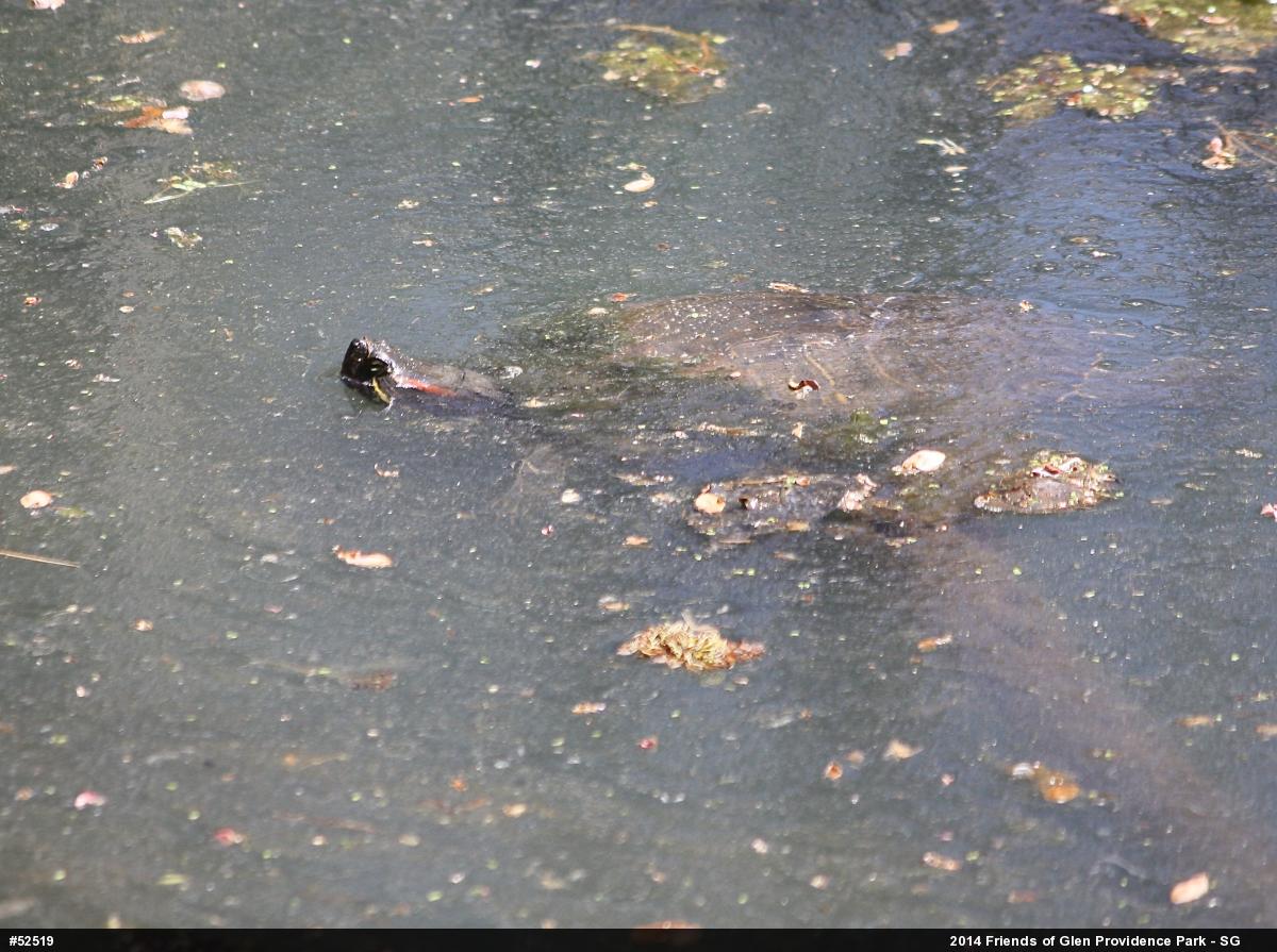 Red-eared Slider