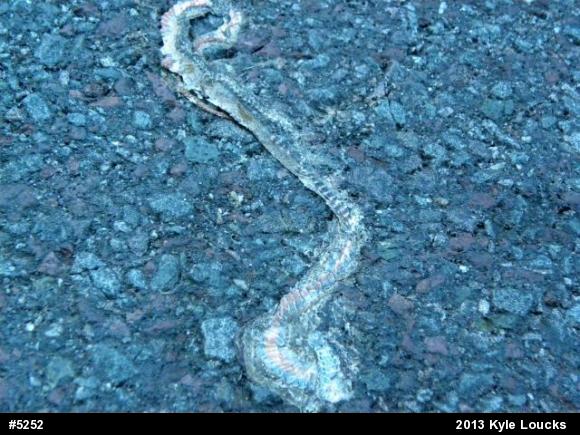 Red-bellied Snake
