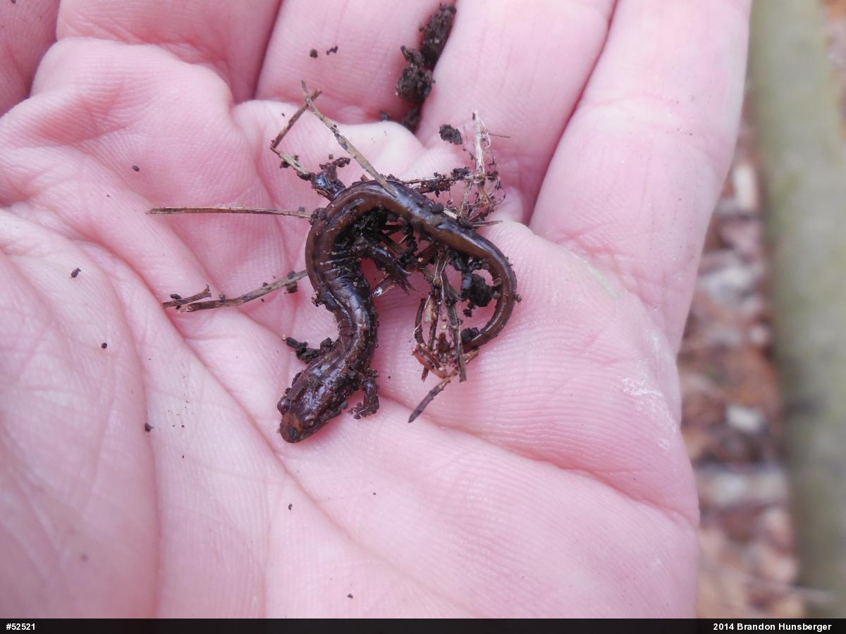 Allegheny Mountain Dusky Salamander