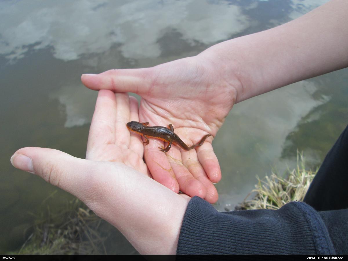 Red-spotted Newt