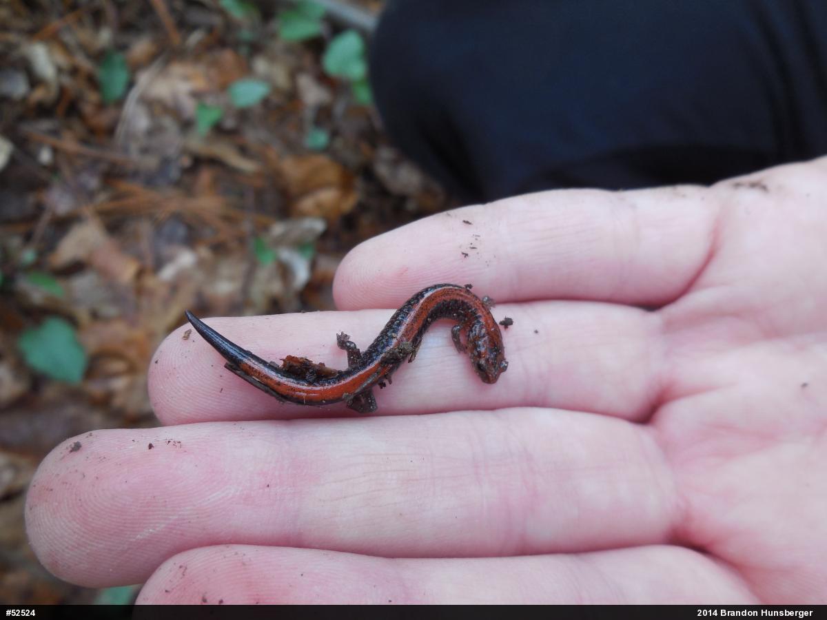 Eastern Red-backed  Salamander