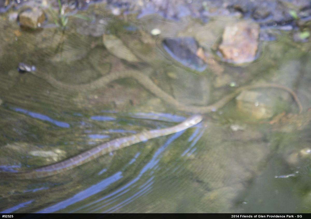 Northern Watersnake