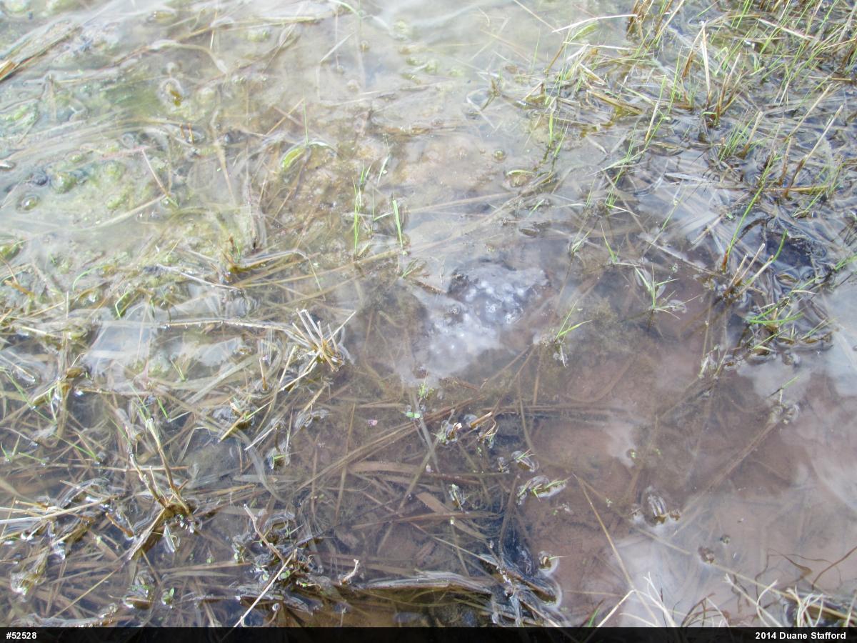 Spotted Salamander