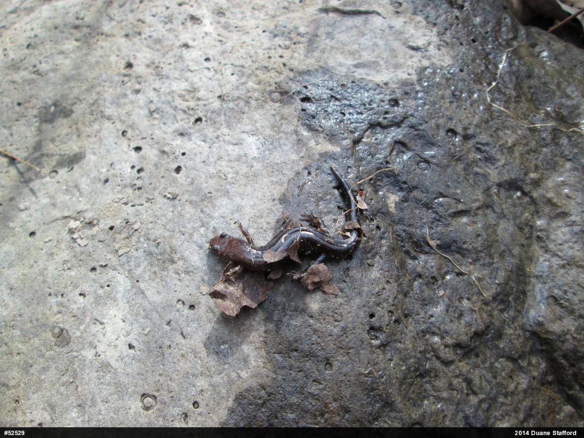 Allegheny Mountain Dusky Salamander