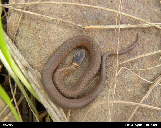 Red-bellied Snake