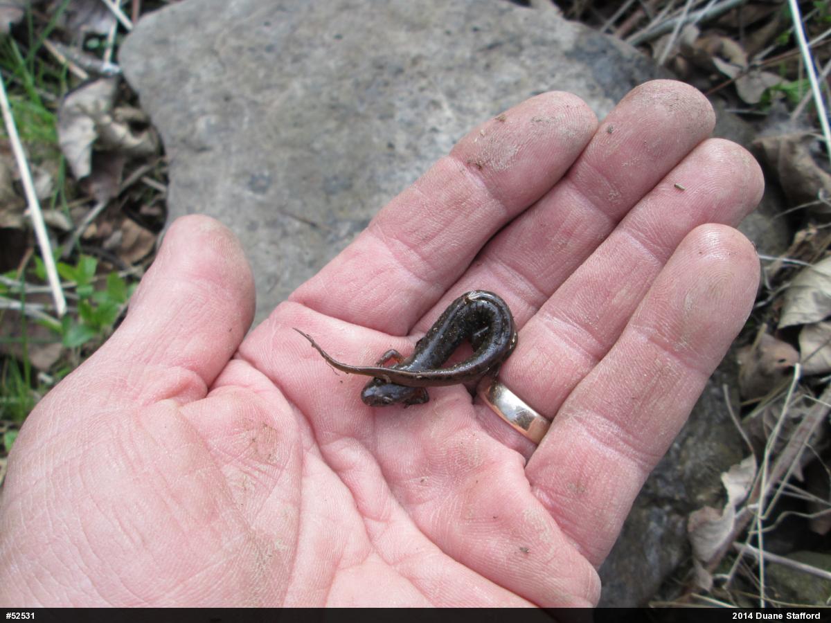 Northern Dusky Salamander