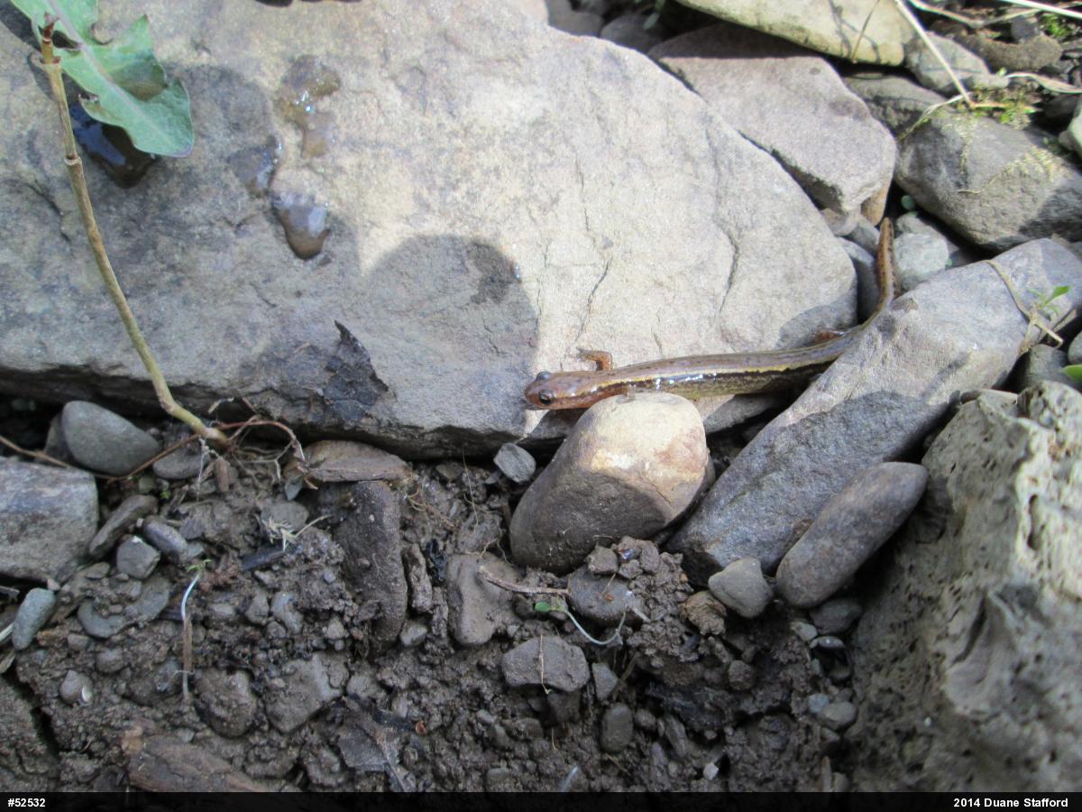 Northern Two-lined Salamander