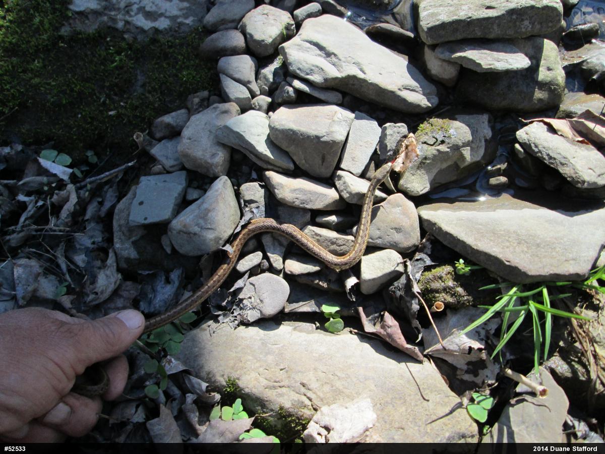 Eastern Gartersnake