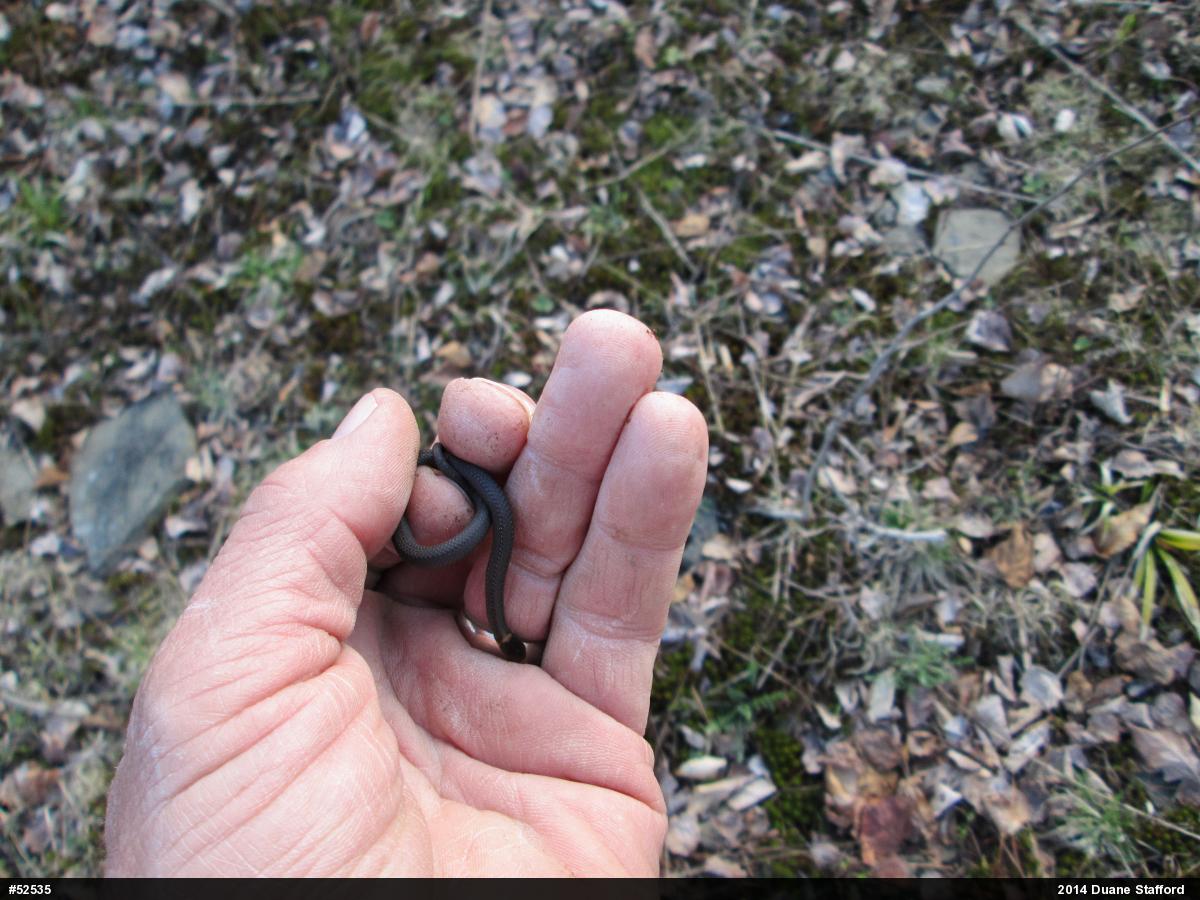 Red-bellied Snake