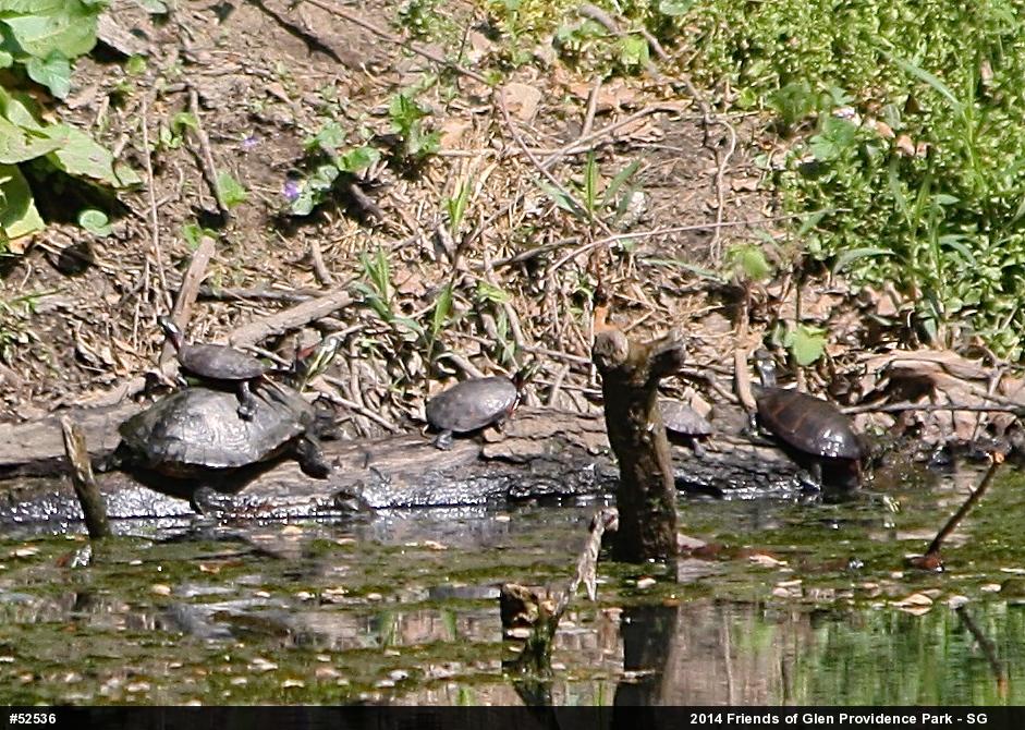 Red-eared Slider