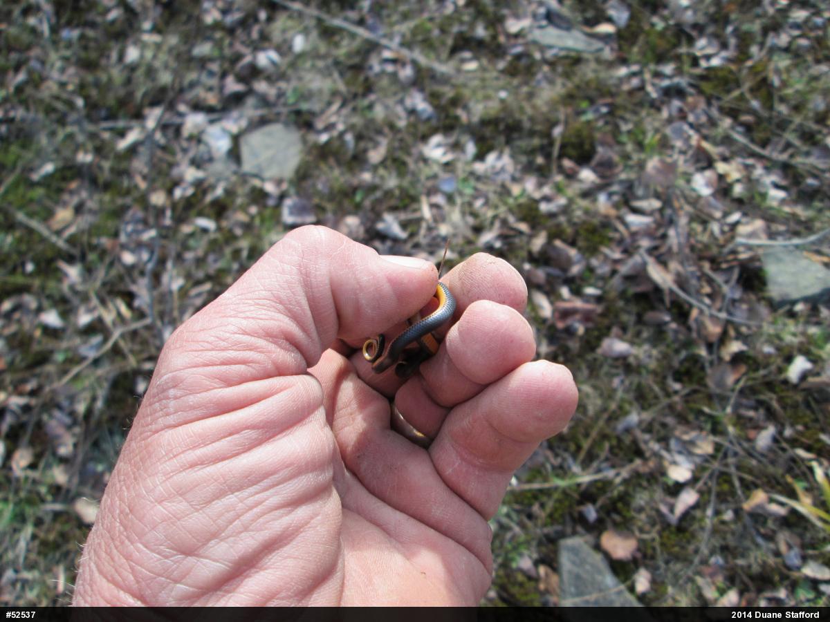 Northern Ring-necked Snake