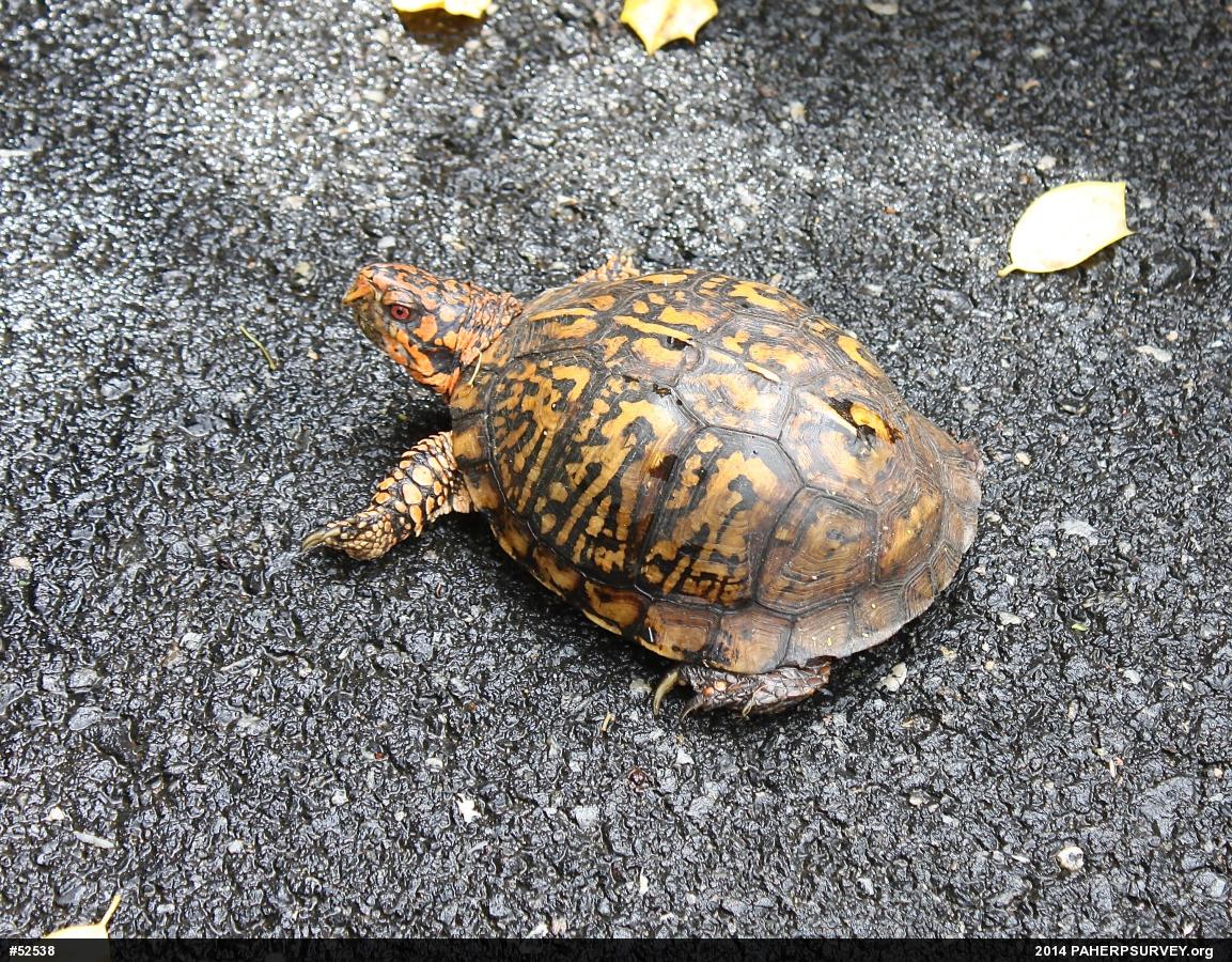 Eastern Box Turtle